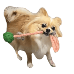 kinako_20250319233132