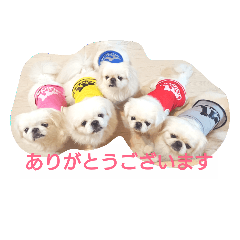 5pekingese