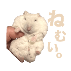 my hamstar is hakumai