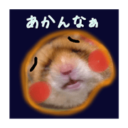 a hamster with eyebrows in Kansai
