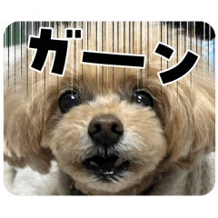 piko_20250320115541