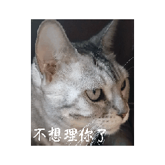 超超超超超超實用貼圖