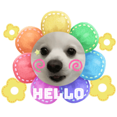 長得不太像博美犬的博美犬