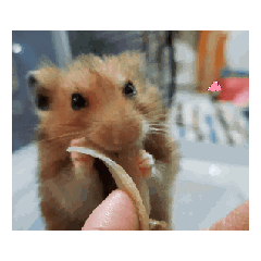 皮皮想你了