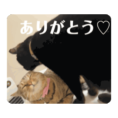 ami_20250321001733