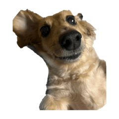 熱狗妮