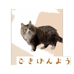 Aru_20250320143546