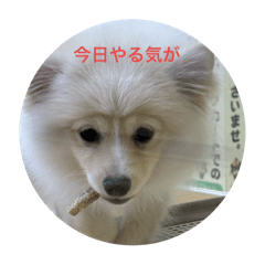 愉快な犬たちが冒険する