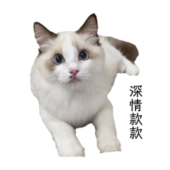 小屁貓Na寶寶