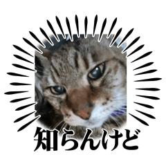 YUKA_20250320202040