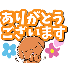 Polite Toy poodle (Various emotions)