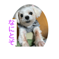 あんずのスタンプズ
