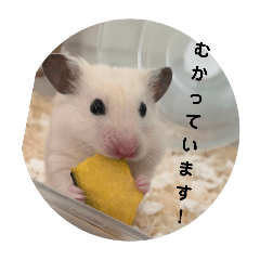 ryu_20250320221232