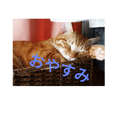 wagayanonekochan2