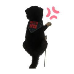 仙草柴犬