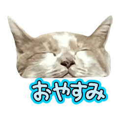 lily_20250320234707
