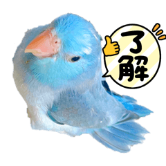 YOKO_20250321001450