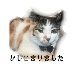 Chisa_20250321133848