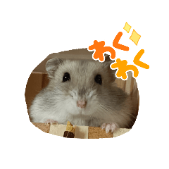 Ham_20250321135532