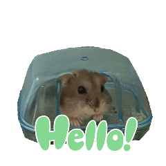 Ham_20250321135948