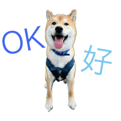 奧迪狗狗