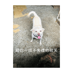 DO DOGLL