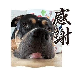 pitbull2