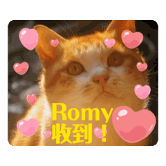 小辛辛與我