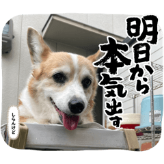 Pochi_20250321220356