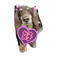 nikorin_20250321193549