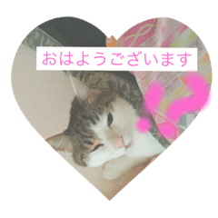 Sakura ko Maple
