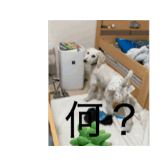 dog_20250322201156