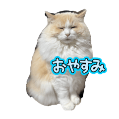 MIKI_20250322202600