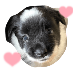 Bordercollie_aurora