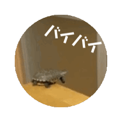 sho_20250323092928