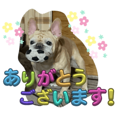 Hachi_20250322223133