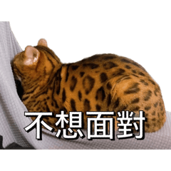 憨吉寶貝貓貓