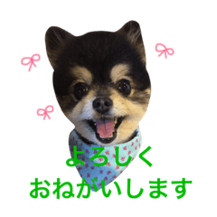 Pomeranian mahalo real dog