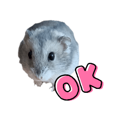 Ham_20250323101650
