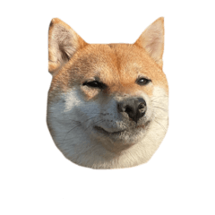chaidog