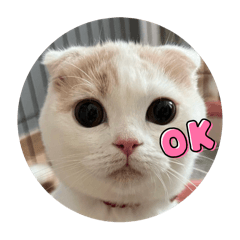 omochi_20250322221127