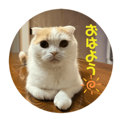omochi_20250323084856