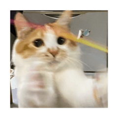 yuna_20250323043148