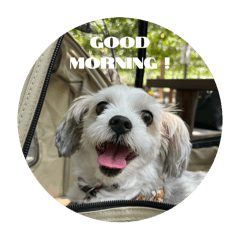 Dog_250323