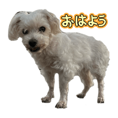 miko_20250323143631