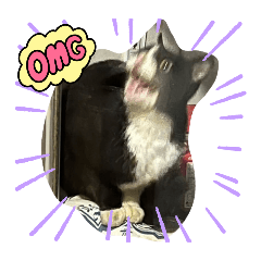 Natsuneko_20250323142948