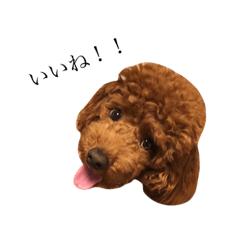 Toypoodle Sally part.2