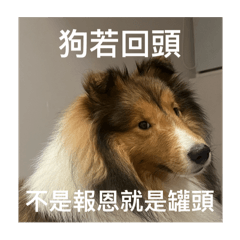 喜樂蒂牧羊犬· 嘟比