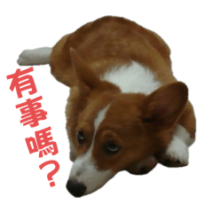 王小H