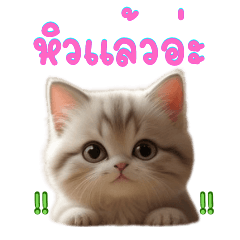 The most adorable and mischievous cat